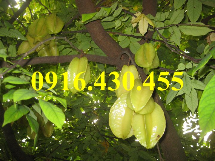 Cây giống khế ngọt